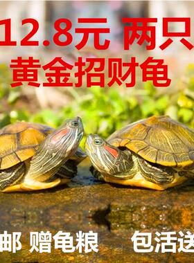 可下蛋宠物小乌龟。活物长寿龟招财黄金巴西龟活体淡水两只情侣网
