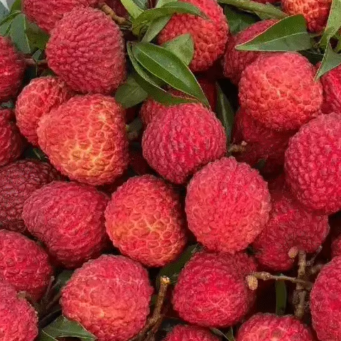 巨无霸特大新鲜水果大荔枝礼盒装