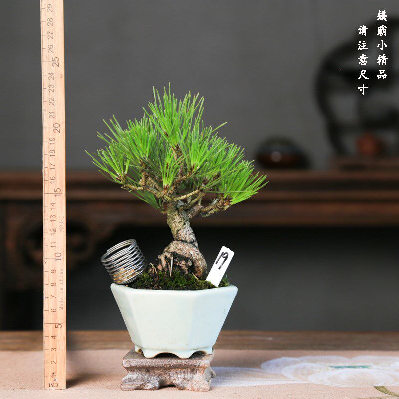 精品三河黑松矮霸盆景一s物一拍日本进口品种松树微型小盆栽掌中