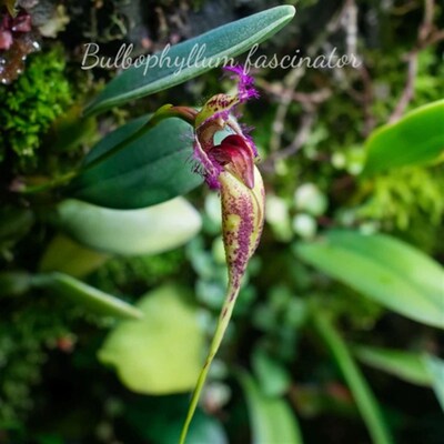 越南蜥蜴石豆兰Bulbopshyllum fascinator8苗左右