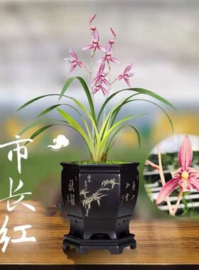 兰花苗四季建兰市l长红名贵夏带花苞浓香红花室内桌面花卉绿植盆