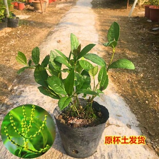 珠兰花带花苞室内盆栽花r卉 金粟兰 鱼子兰 鸡爪兰花淡香清雅幽香