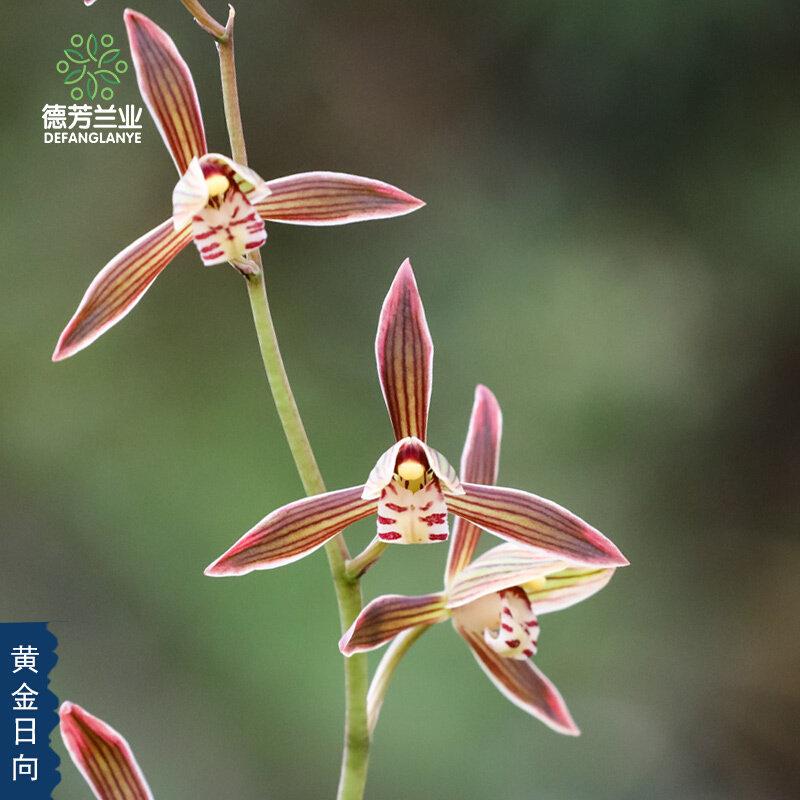 德芳兰业兰花苗墨兰日向金边特香盆栽直销带花苞特级十大名贵*