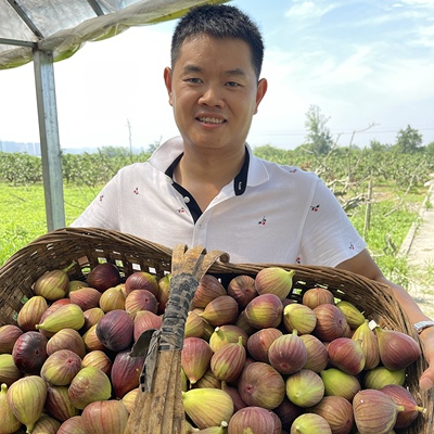 新鲜采摘，树上自然熟果