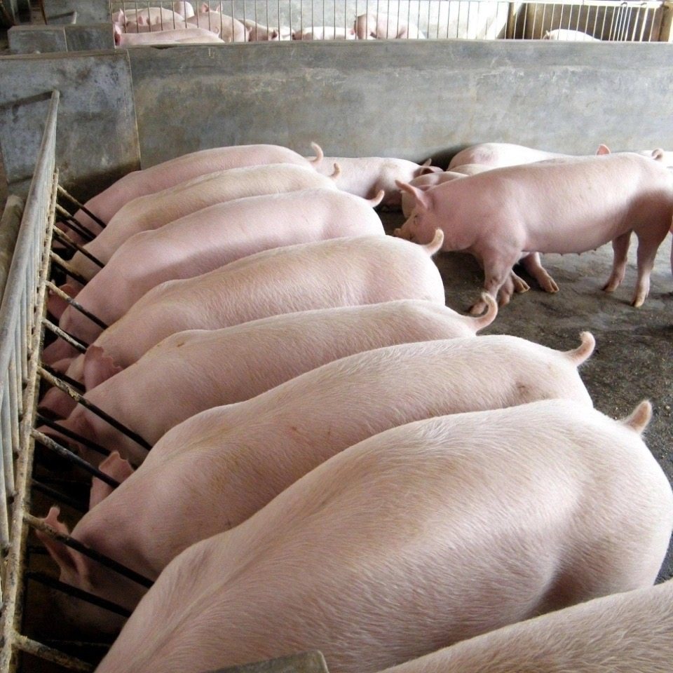 猪粪发酵有机肥料农家肥干粪便蔬菜肥料种菜家用有机肥纯干猪粪,农用物资,有机肥,淘宝优惠券,粉丝福利购,淘宝优惠卷