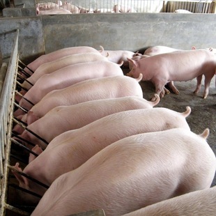 猪粪发酵有机肥料农家肥干粪便蔬菜肥料种菜家用有机肥纯干猪粪