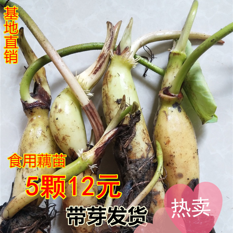 食用莲藕苗种藕苗高产带芽发货