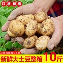 2024现挖恩施小土豆新鲜迷你黄心马铃薯10斤 农家自种高山洋芋 包邮