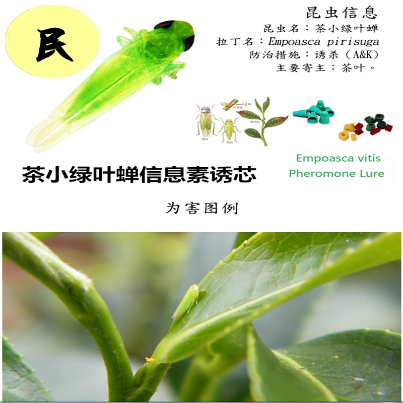 20粒茶小绿叶蝉诱芯 昆虫信息素 性诱剂  物理防虫 包邮