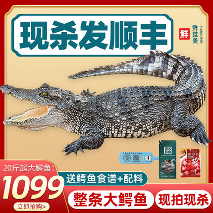 新鲜鳄鱼肉 整条活体大鳄鱼当天现杀人工养殖暹罗鳄20斤起发顺丰