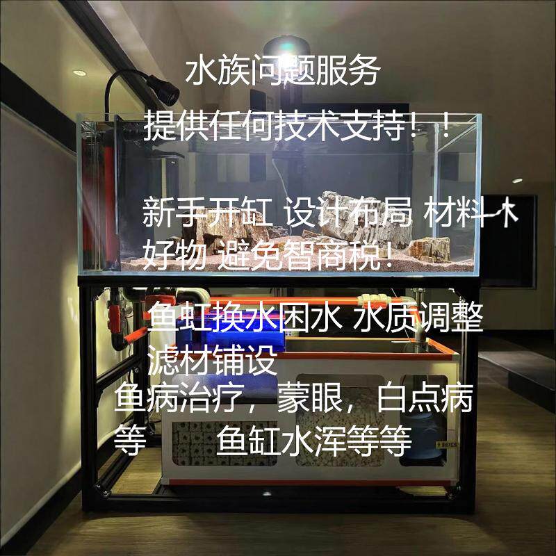 新鱼入缸，水质，换水，鱼病，开缸各类问题技术服务