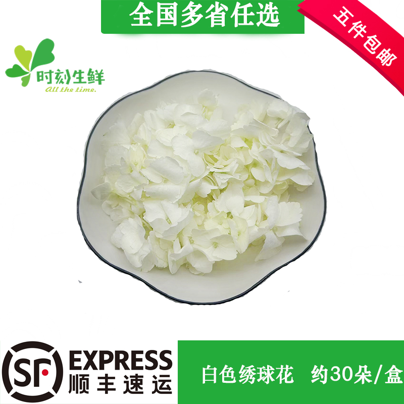 新鲜白色绣球花绣球花