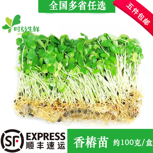 新鲜香椿苗可食用芽菜摆盘装饰