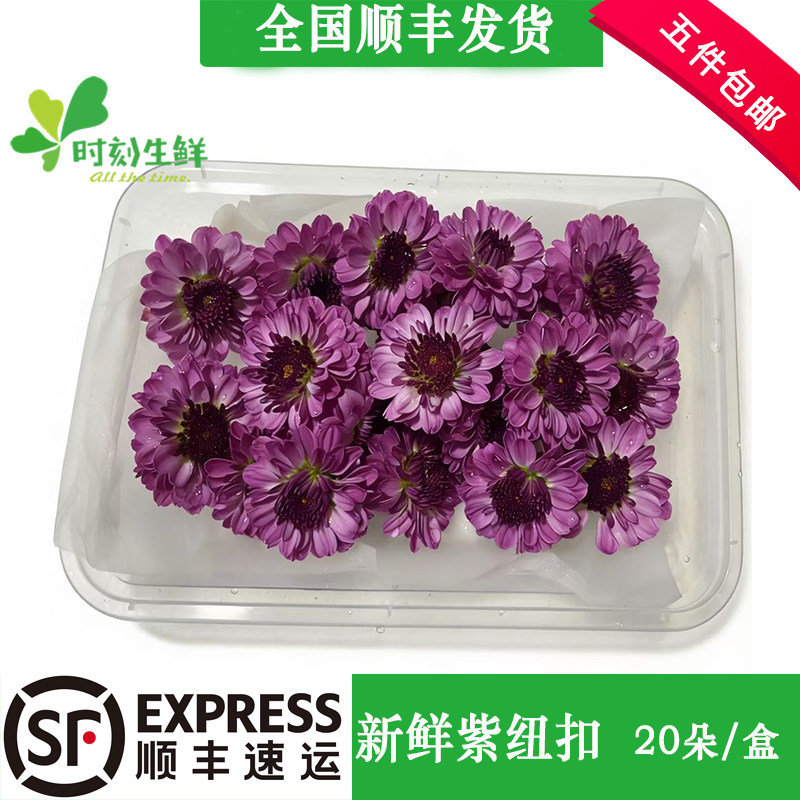 新鲜紫色纽扣菊酒店摆盘装饰鲜花