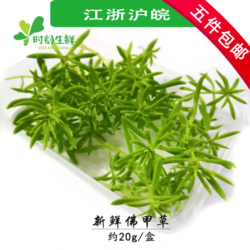 新鲜佛甲草现剪现发 酒店日料西餐料理摆盘点缀装饰