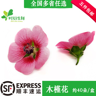 新鲜迷你木槿花约40朵 可食用鲜花酒店西餐烘焙寿司装饰摆盘装饰