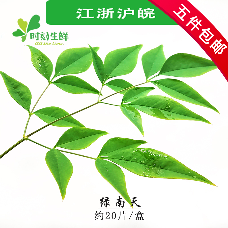 绿南天竹叶新鲜20片寿司西餐日料