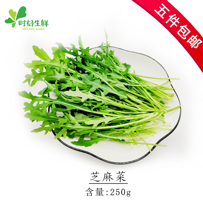 新鲜芝麻菜 火箭菜250g 西餐新鲜蔬菜沙拉菜色拉苦菜 5份包邮、