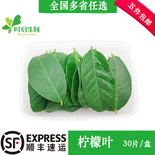 新鲜柠檬叶 青柠叶 冬阴功香料酒店西餐烘焙料理腌制烹饪摆盘装饰
