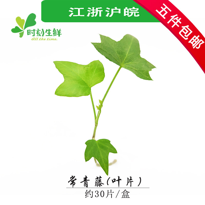 新鲜常青藤叶子(约30片)五角叶  长青藤 料理点缀西餐摆盘装饰