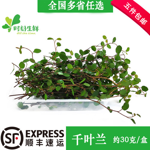 新鲜千叶兰长寿滕叶子意境盘饰冷