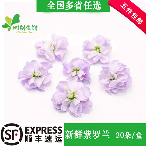 新鲜紫罗兰花装饰花草