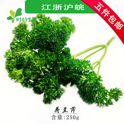 新鲜荷兰芹 250g 法国香菜 新鲜蔬菜 酒店西餐食用菜摆盘点缀