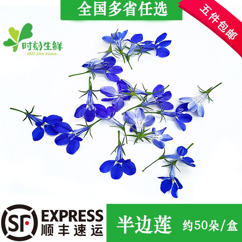 新鲜新鲜半边莲鲜花约50朵摆盘图片