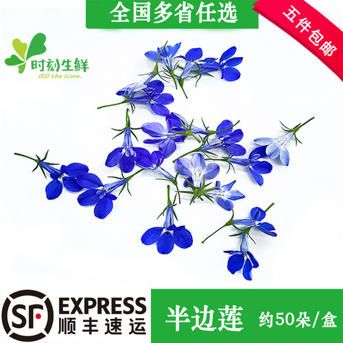 新鲜新鲜半边莲鲜花约50朵摆盘