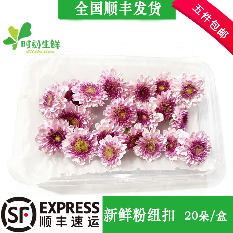 新鲜紫色纽扣菊摆盘装饰点缀花草