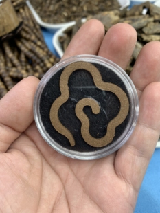 种植棋楠沉香详云香(沉水料)十片装