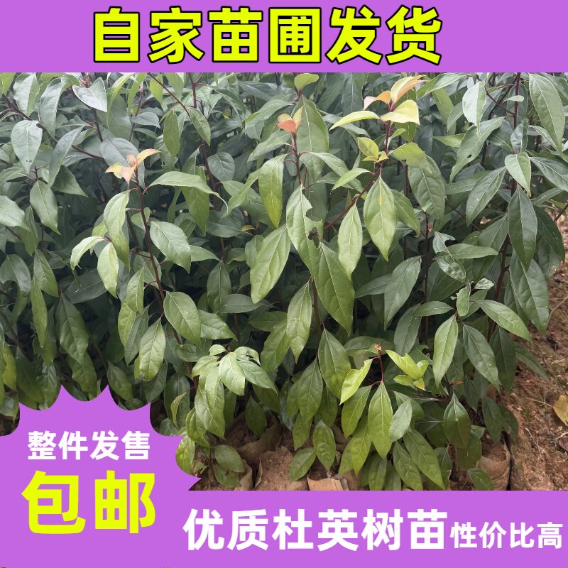 杜英树苗别墅盆栽庭院大树耐阴耐