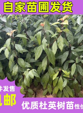 杜英树苗别墅盆栽庭院大树耐阴耐寒工程绿化公路行道树四季常青