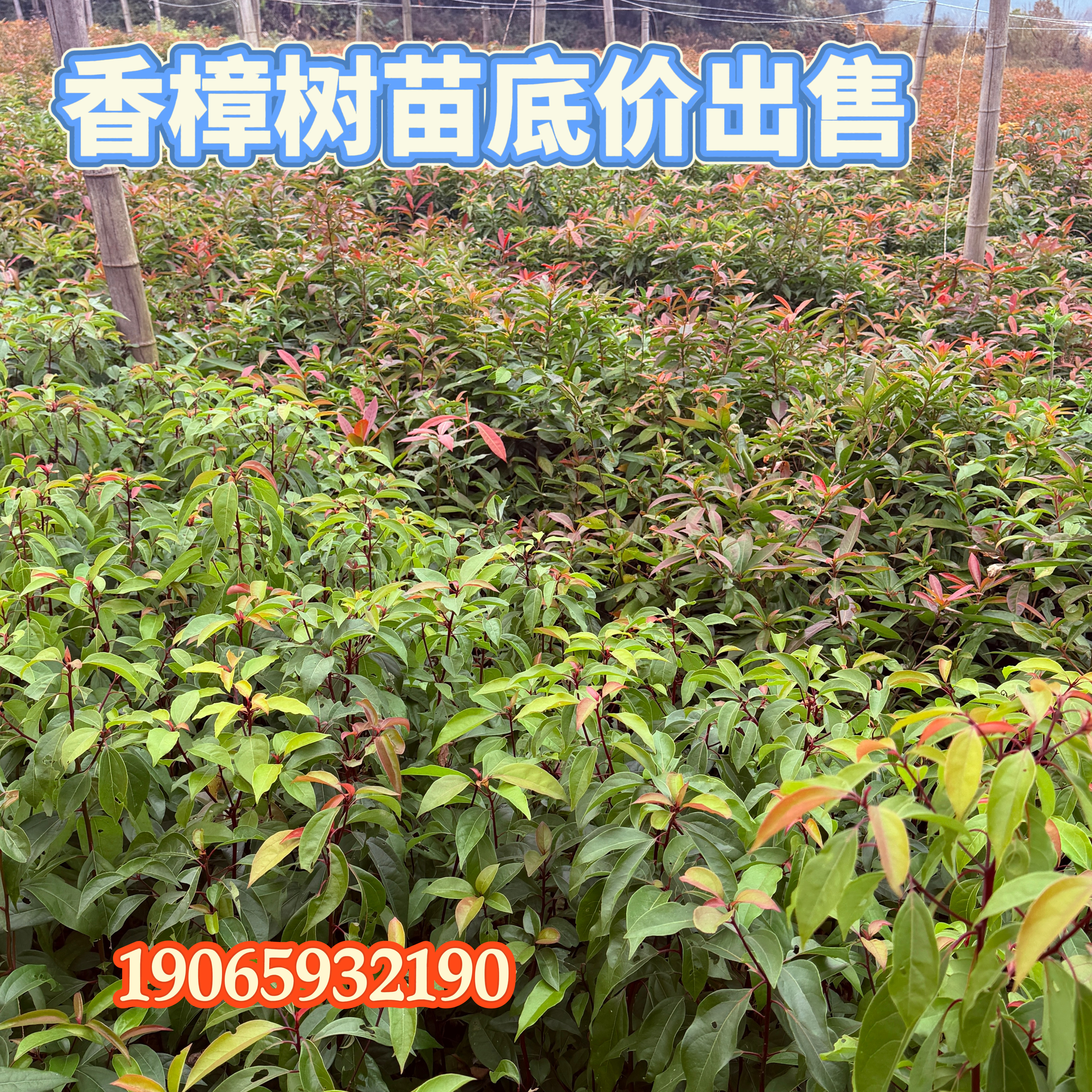 香樟树苗绿化苗木驱蚊虫植物四季常青小叶香樟别墅庭院盆栽风景树