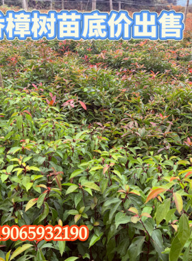 香樟树苗绿化苗木驱蚊虫植物四季常青小叶香樟别墅庭院盆栽风景树