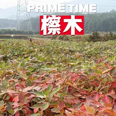 优质造林苗无患子 杜英 红榉 