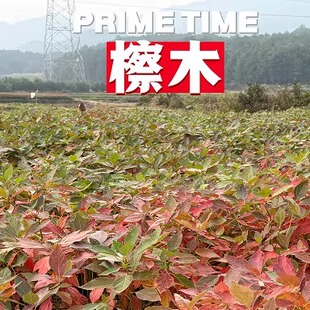 优质造林苗无患子 杜英 红榉 马褂木 檫木 麻栎 枫香金丝楠木批发