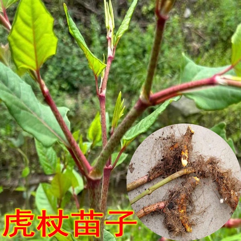 精选鲜活中药材虎杖苗盆栽装饰养