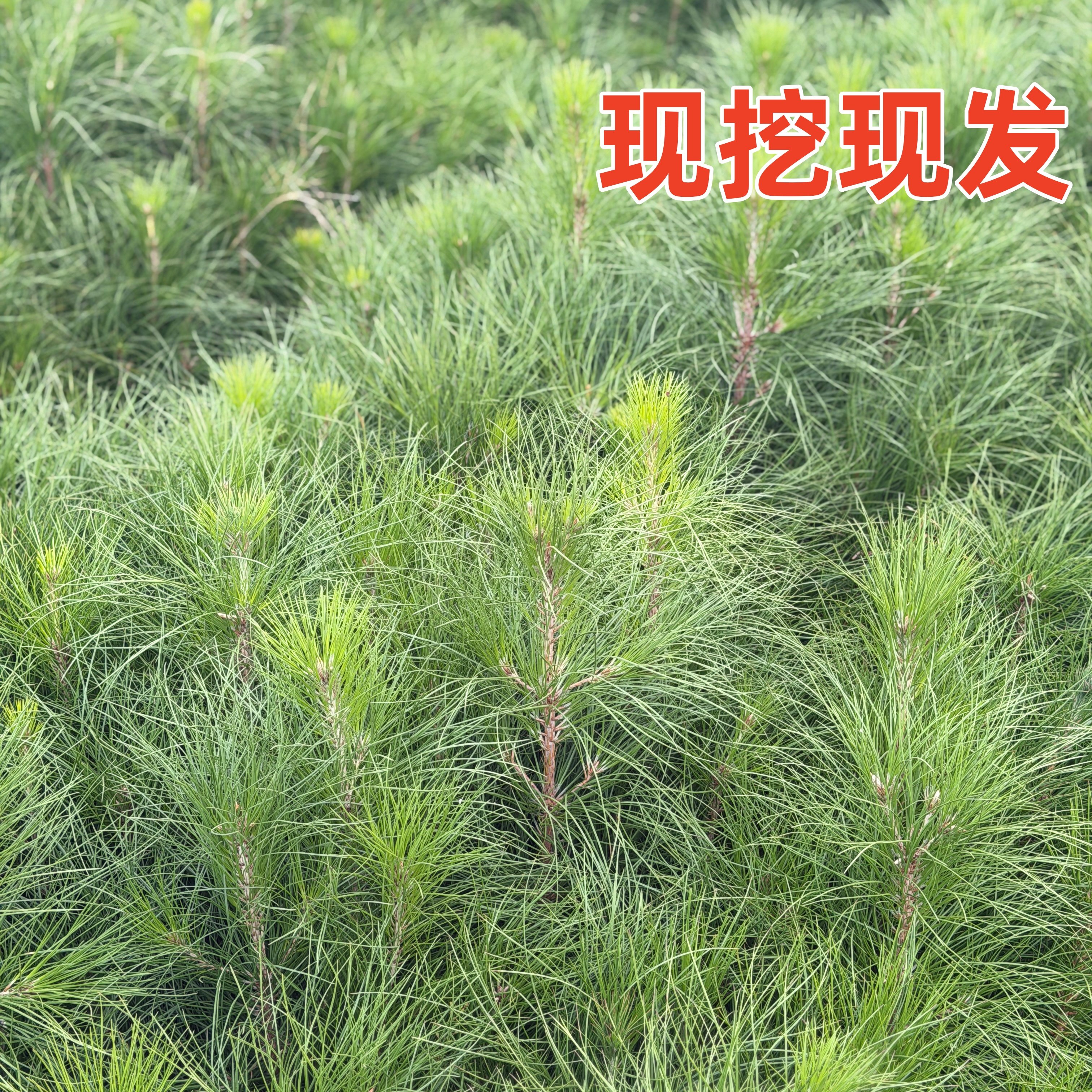 湿地松树苗刮油松树四季可种美国松树苗造林木材苗松木马尾松树苗