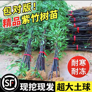 四季观赏竹矮分枝名贵紫竹苗竹子苗庭院户外耐寒景观竹黑竹子盆栽