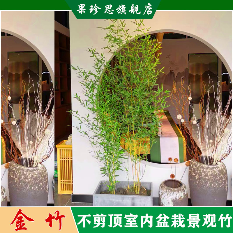 不剪头室内盆栽竹子观赏竹子苗庭院四季青景观竹绿竹金竹苗紫竹苗