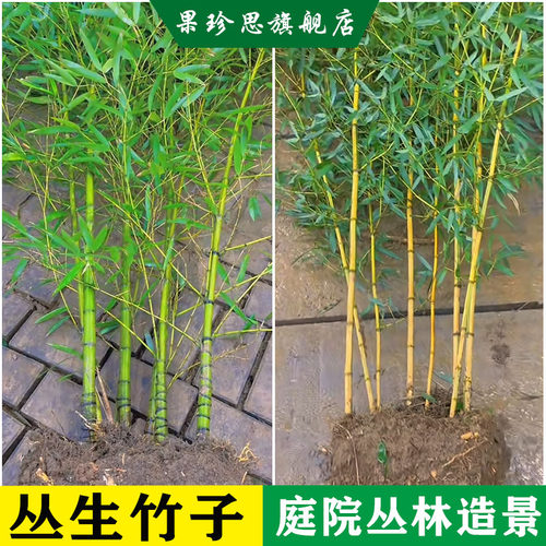 顺丰包邮丛生造景绿竹金竹紫竹苗