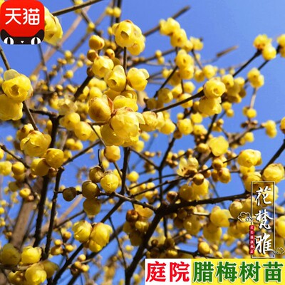 庭院高杆素心红心蜡梅老桩盆栽