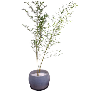 不剪头室内盆栽竹子观赏竹子苗庭院四季青景观竹绿竹金竹苗紫竹苗