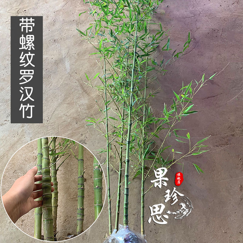 吉祥如意罗汉竹苗四季青盆栽竹子