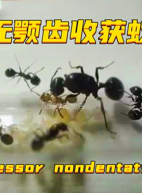 无颚齿收获蚁新后蚁后蚁巢蚂蚁工坊学生观察弓背蚁巨首蚁切叶蚁