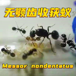 无颚齿收获蚁新后蚁后蚁巢蚂蚁工坊学生观察弓背蚁巨首蚁切叶蚁