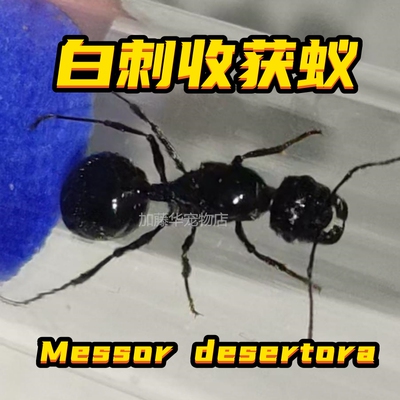 白刺收获蚁，大型收获蚁，吃种子