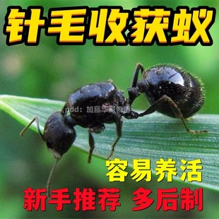 针毛收获蚁 蚂蚁活体宠物蚁后蚁巢生日礼物异宠收获蚁蚂蚁工坊