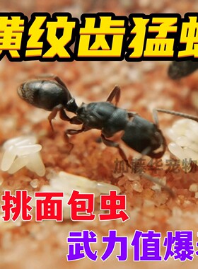 横纹齿猛蚁新后群，好养不容易挂